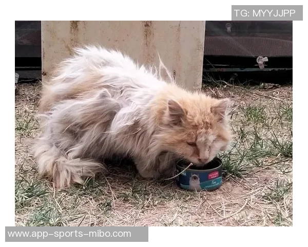 四川男篮积极行动救助流浪猫计划后续妥善安置关爱生命